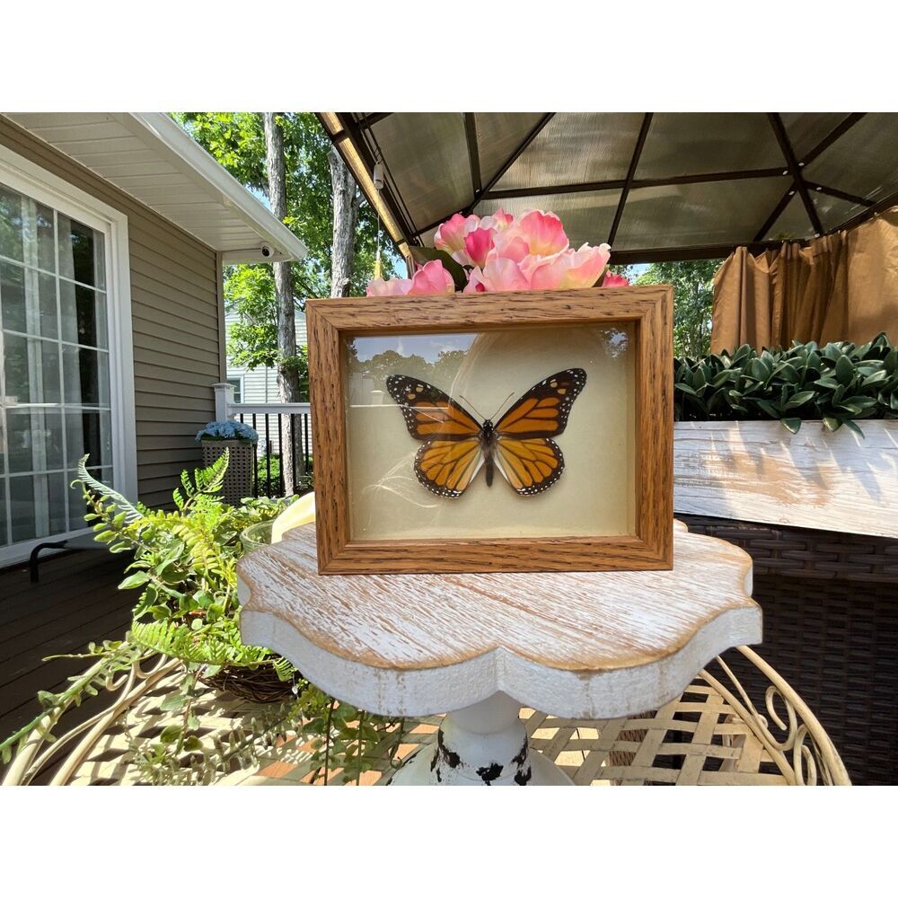 Framed Male Monarch Butterfly Mounted Vintage Butterfly great collector piece - Picture 3 of 5